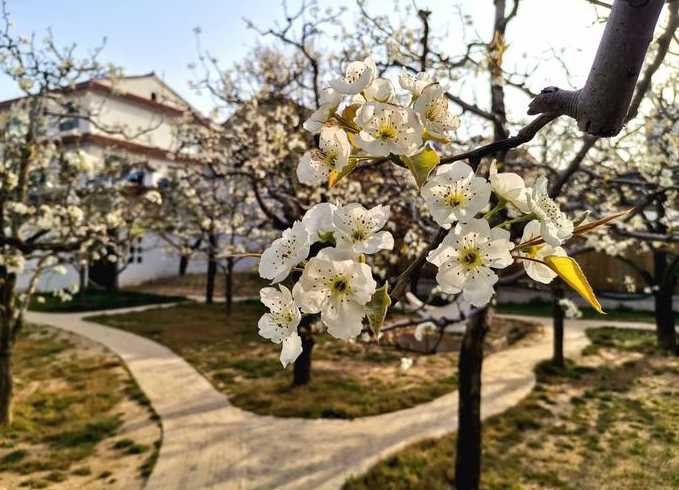 宁陵梨花节开车去方便吗,宁陵周边旅游景点推荐