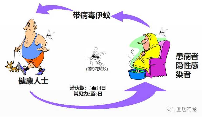 登革热是由什么途径传播的