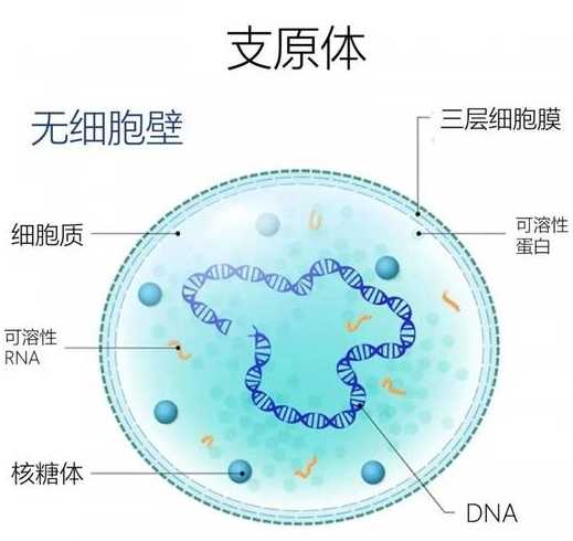 非典型肺炎的潜伏期有多长?